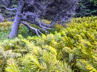 Park Narodowy Gros Morne, Green Gardens Trail
